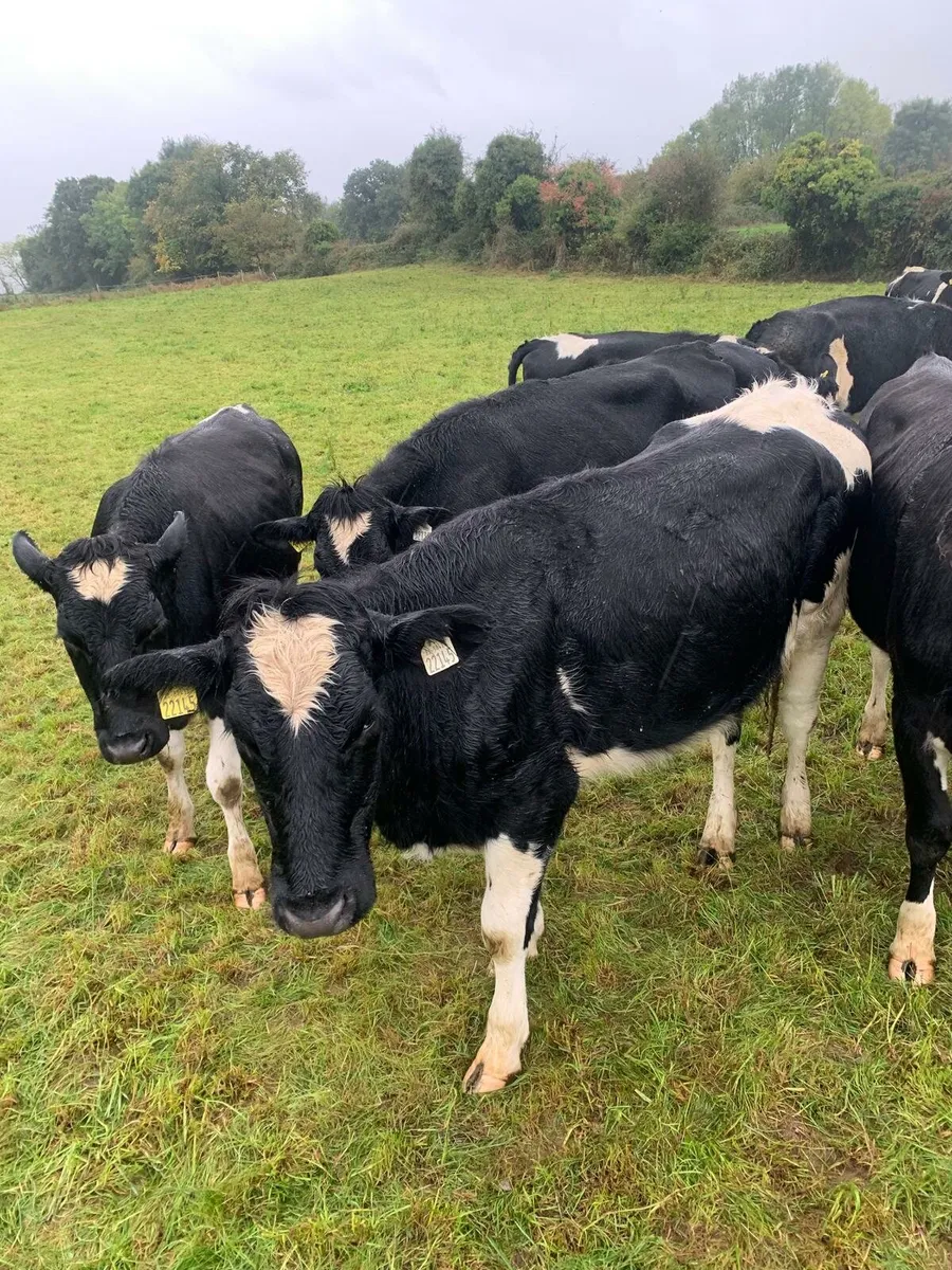 Incalf heifers - Image 2