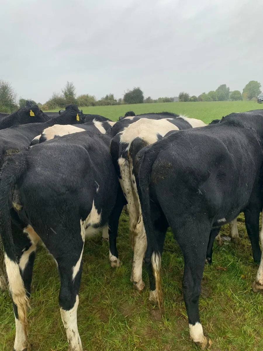 Incalf heifers - Image 3