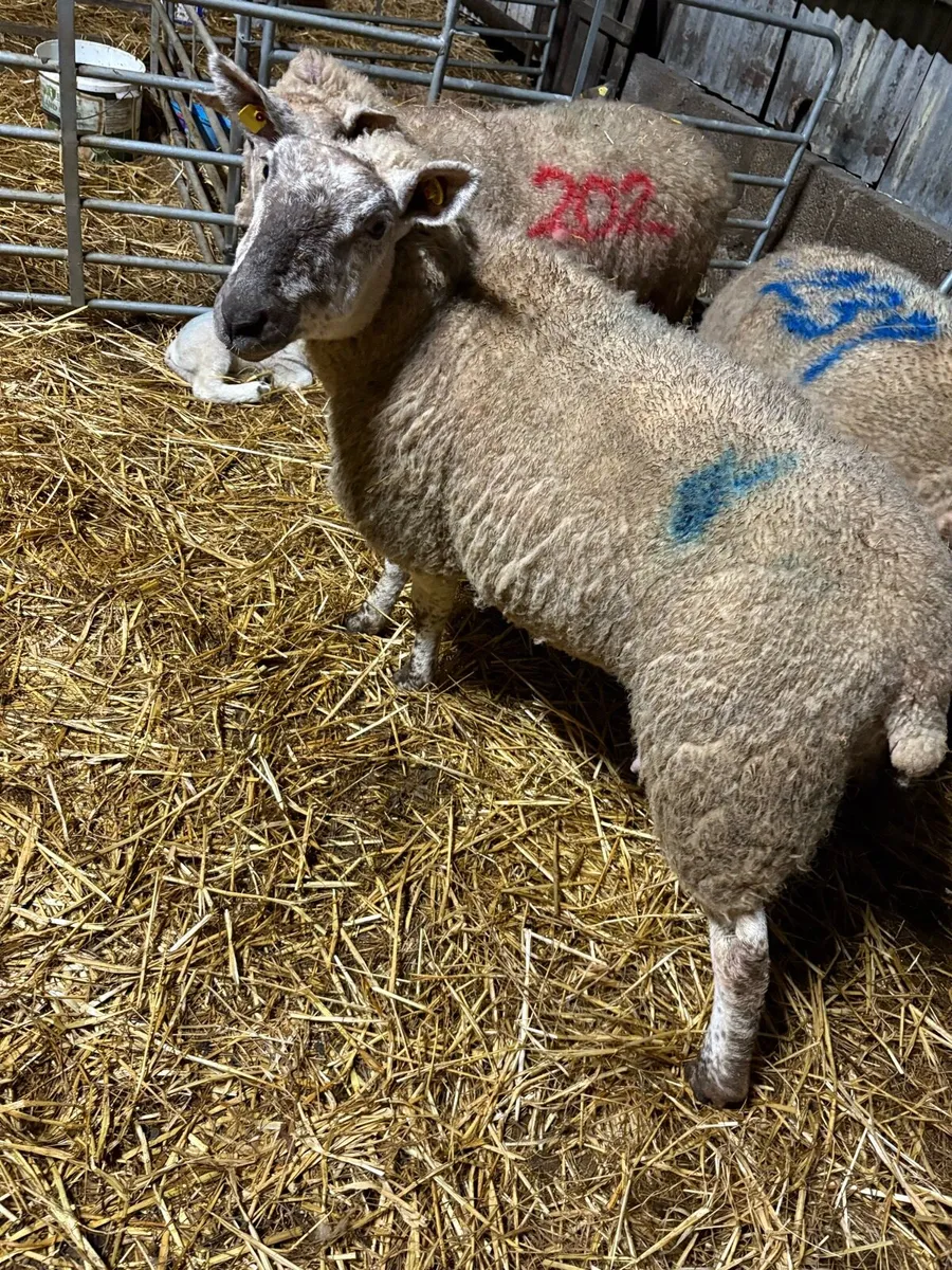 Foster ewe - Image 1