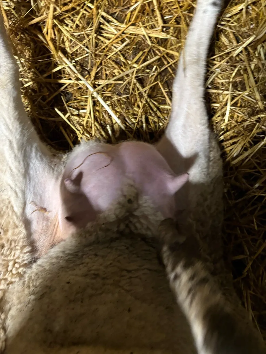 Foster ewe - Image 2