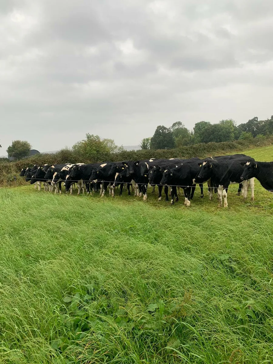 Incalf heifers - Image 4