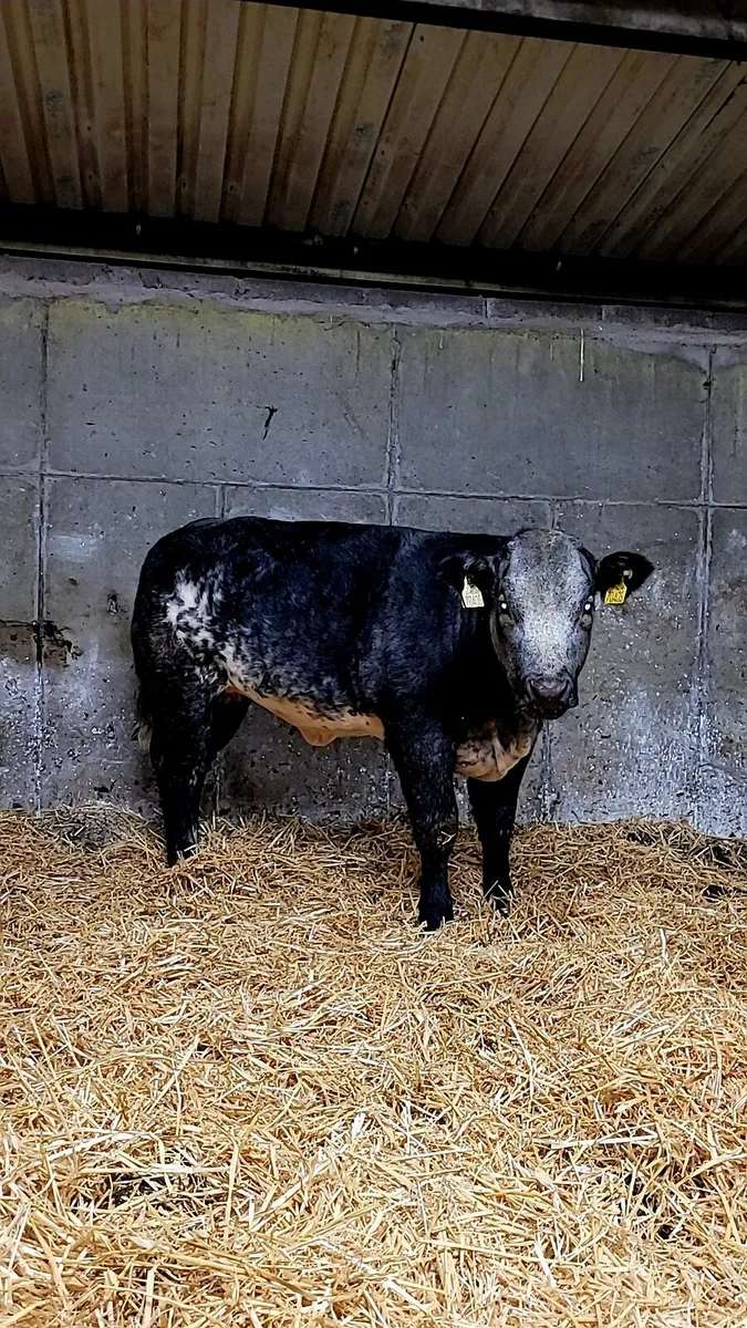 LMX Heifer 5 Star - Image 4