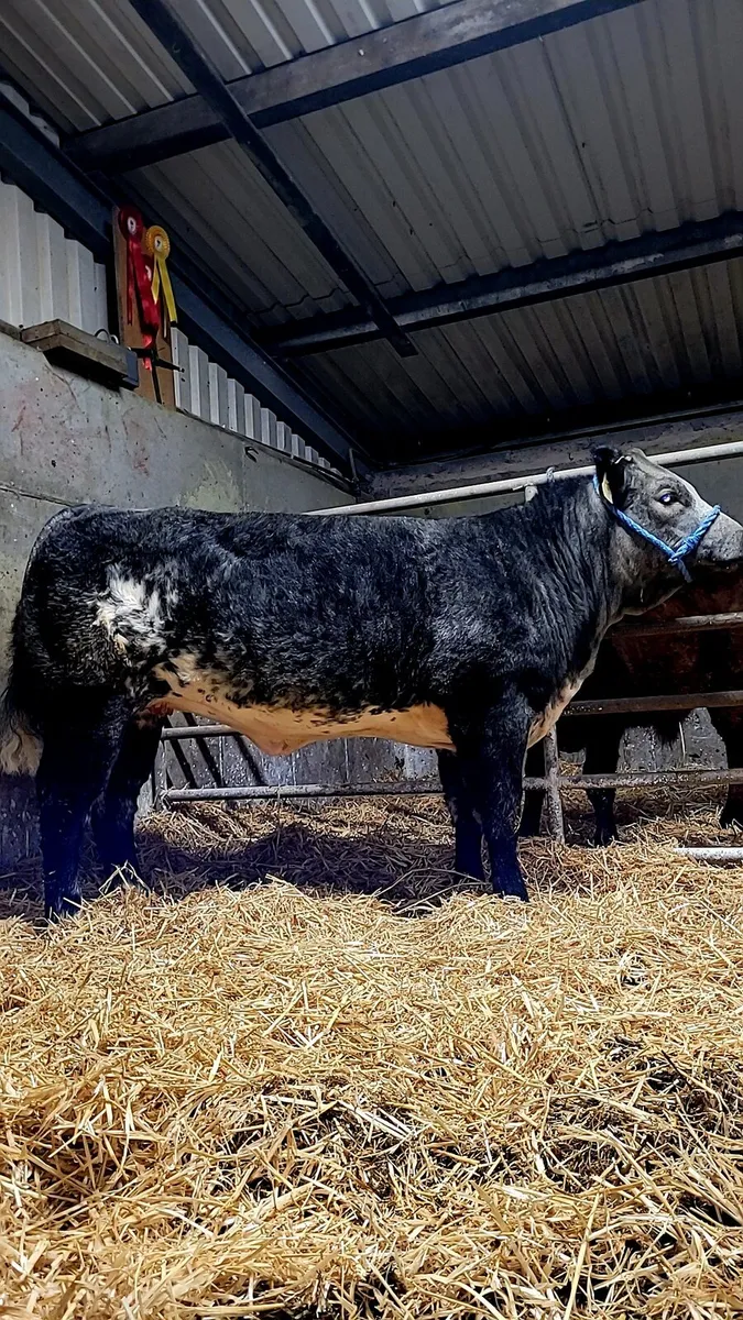 LMX Heifer 5 Star - Image 1