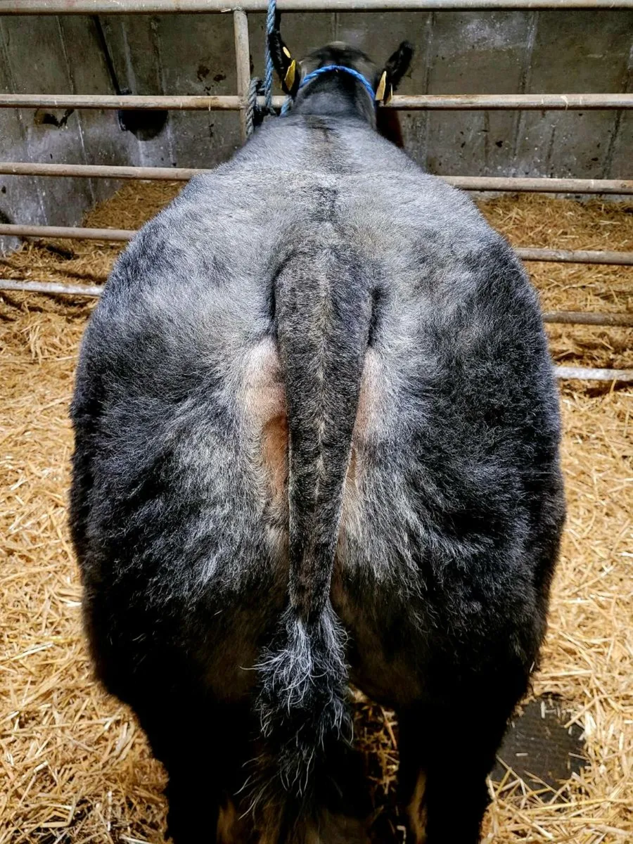 LMX Heifer 5 Star - Image 2