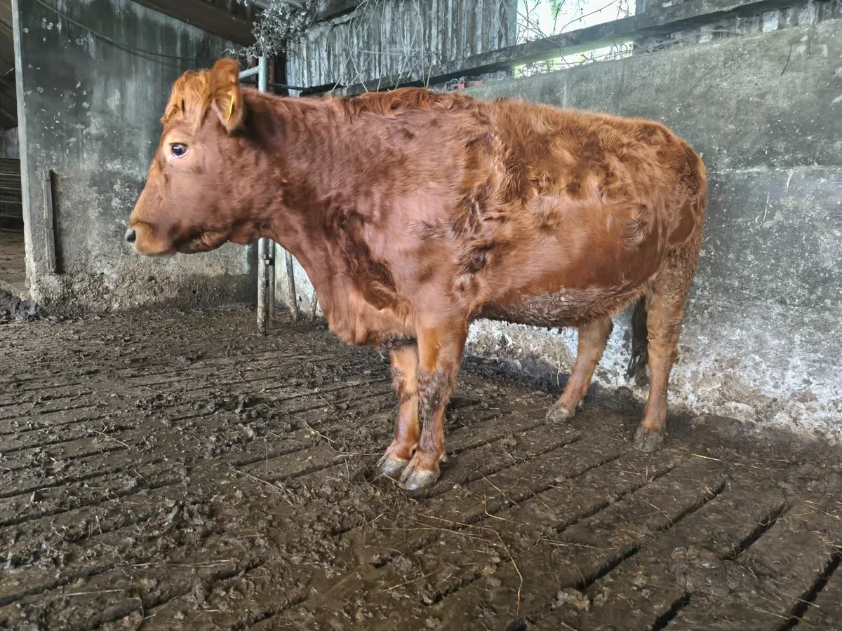 Incalf Heifer - Image 1