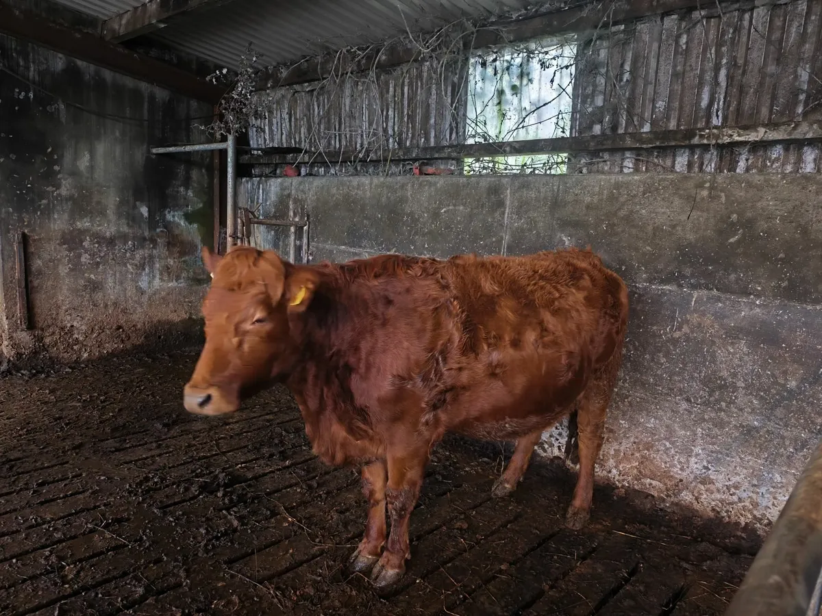 Incalf Heifer - Image 2