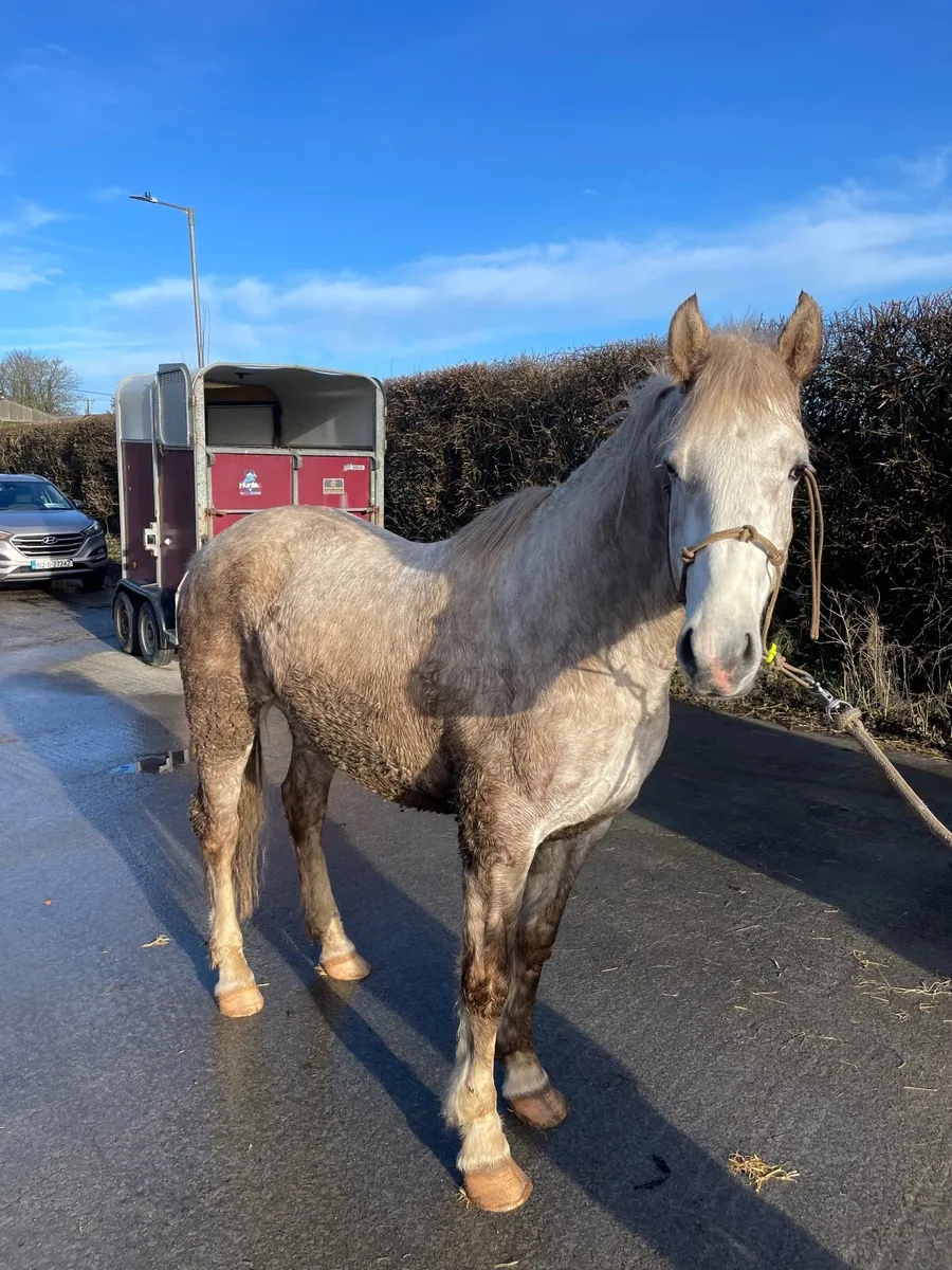 2.5 YO Irish Draught Gelding - Image 2