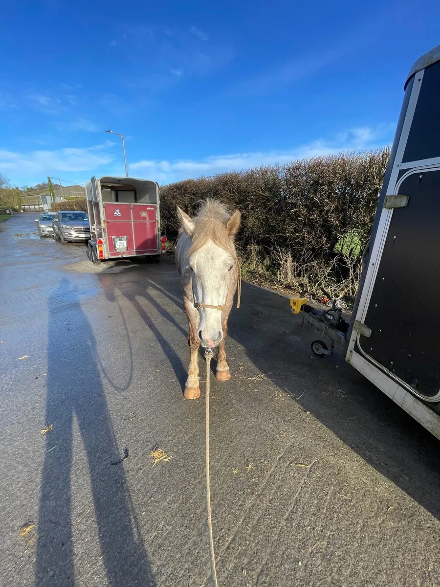 2.5 YO Irish Draught Gelding - Image 4