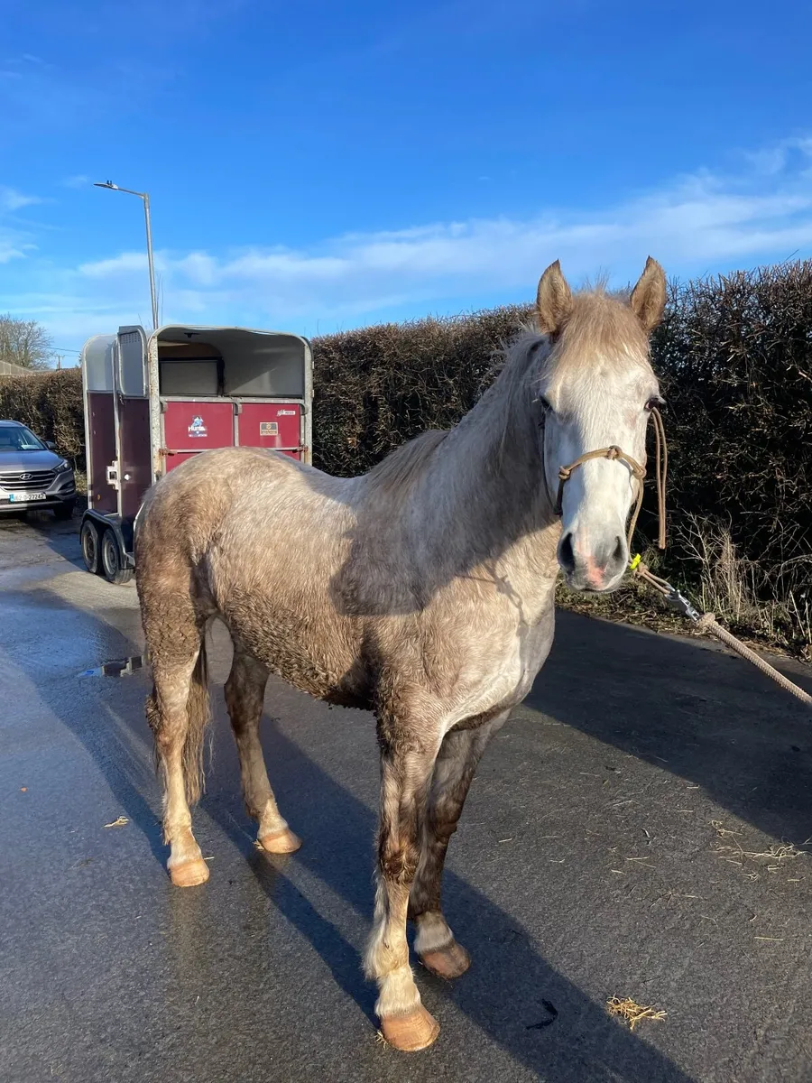 2.5 YO Irish Draught Gelding - Image 1