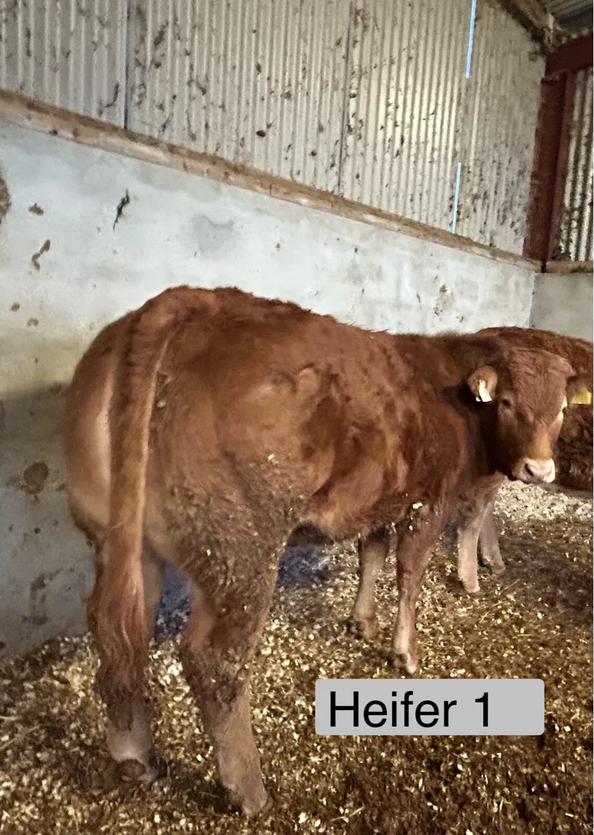 PBR Heifers Drumshanbo Mart - Image 1