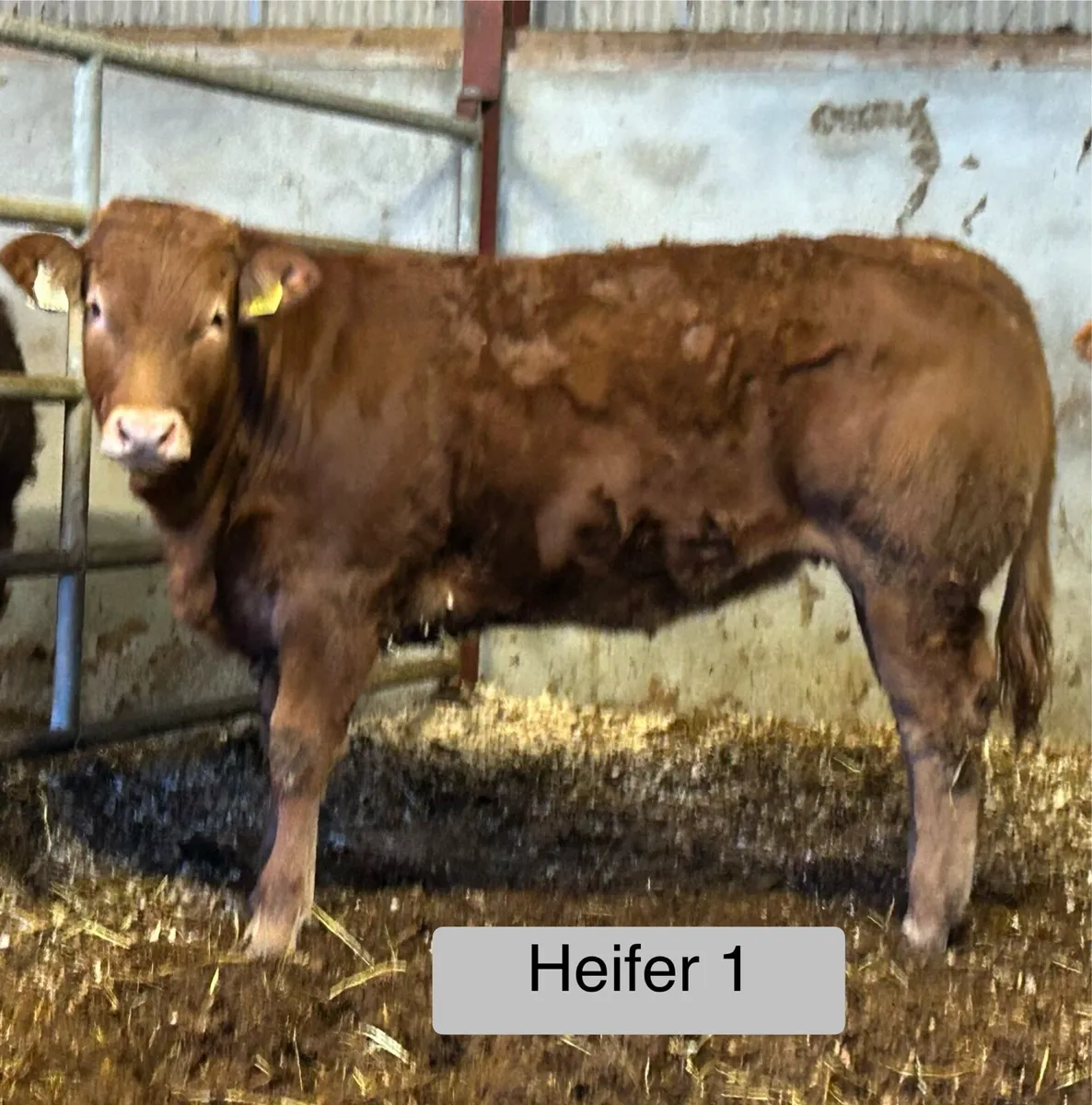 PBR Heifers Drumshanbo Mart - Image 2