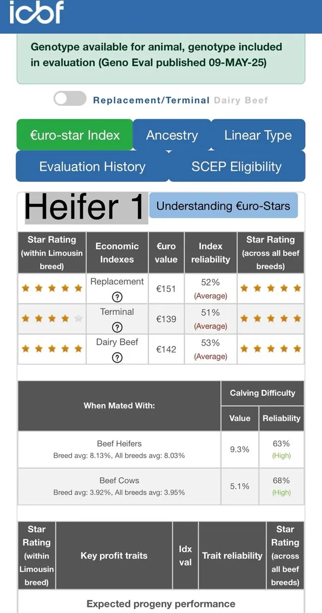 PBR Heifers Drumshanbo Mart - Image 4