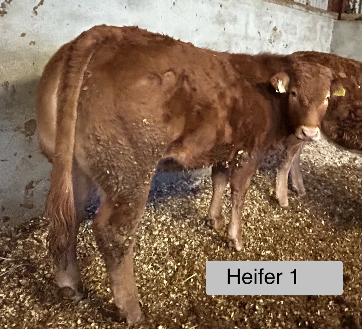 PBR Heifers Drumshanbo Mart - Image 3