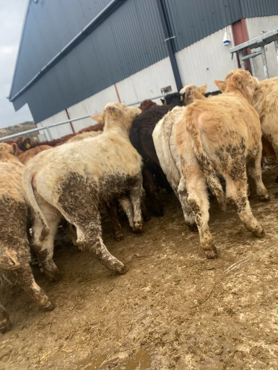 16 super charlaois and limousine heifer weanlings - Image 2