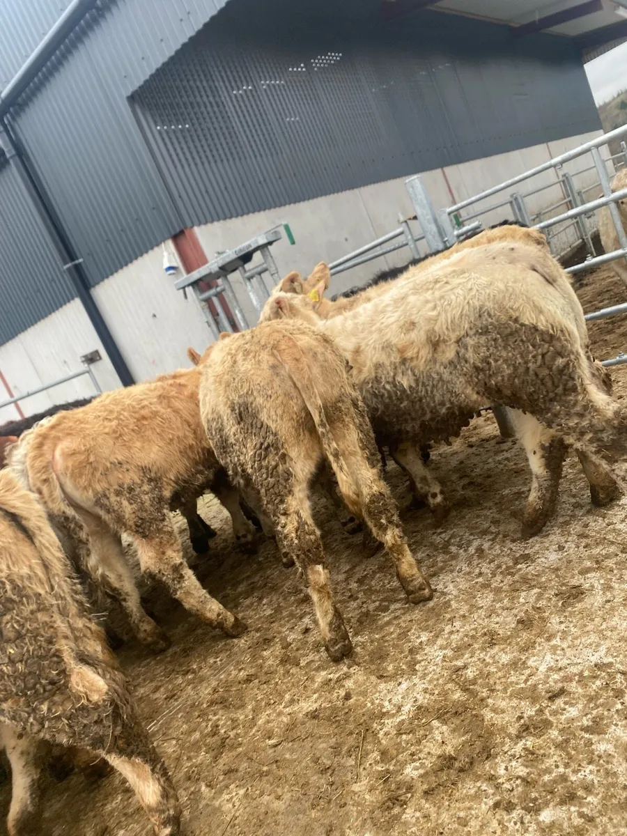 16 super charlaois and limousine heifer weanlings - Image 1