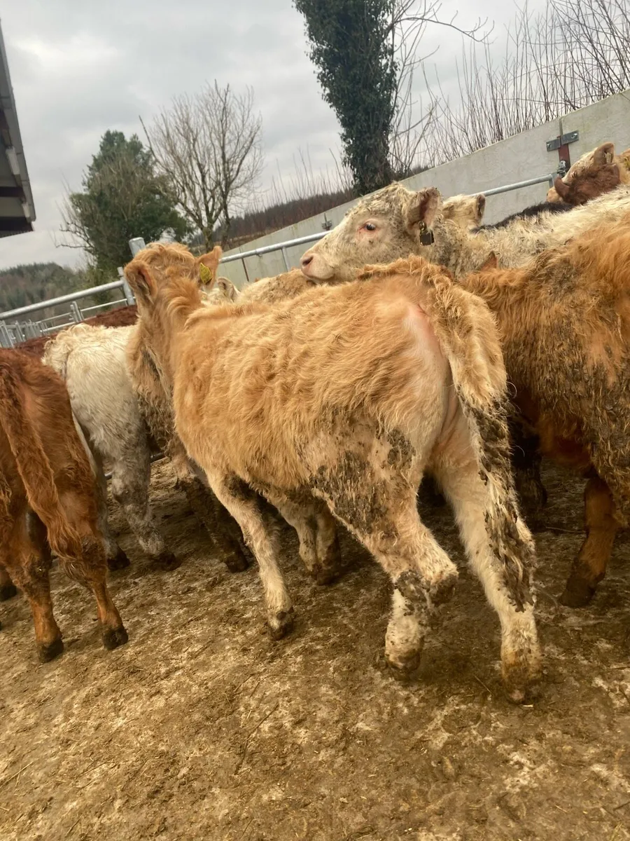 16 super charlaois and limousine heifer weanlings - Image 4