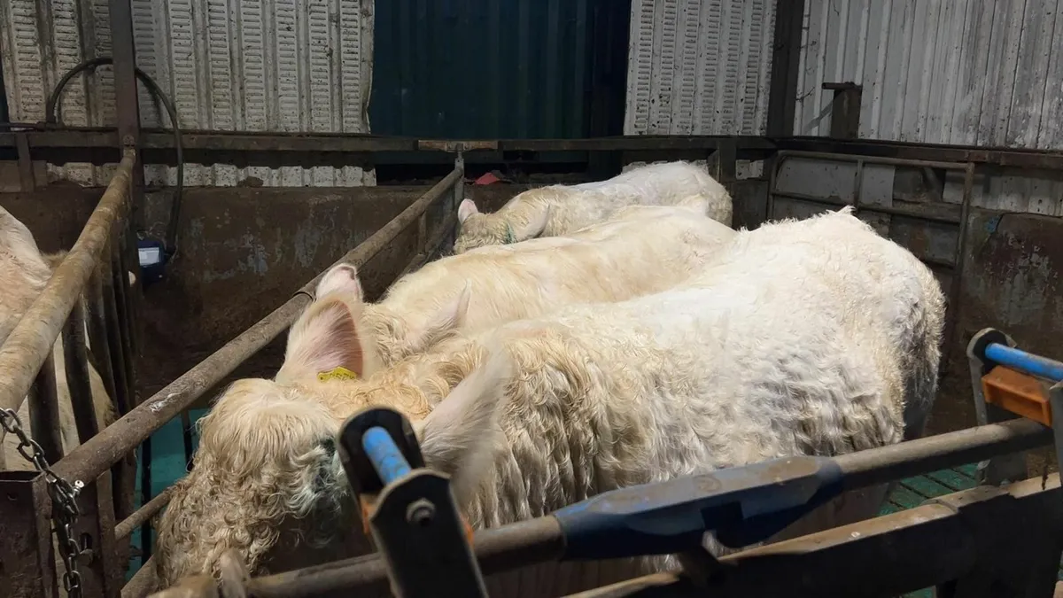 Charolais Bulls / Heifers - Image 2