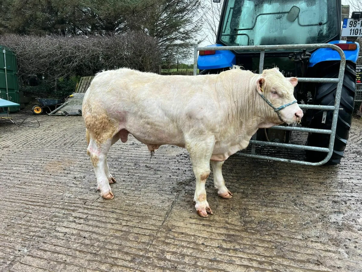 Charolais Bulls / Heifers - Image 4
