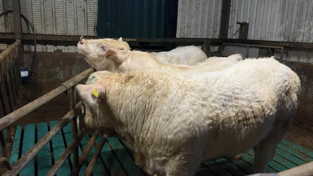 Charolais Bulls / Heifers - Image 3