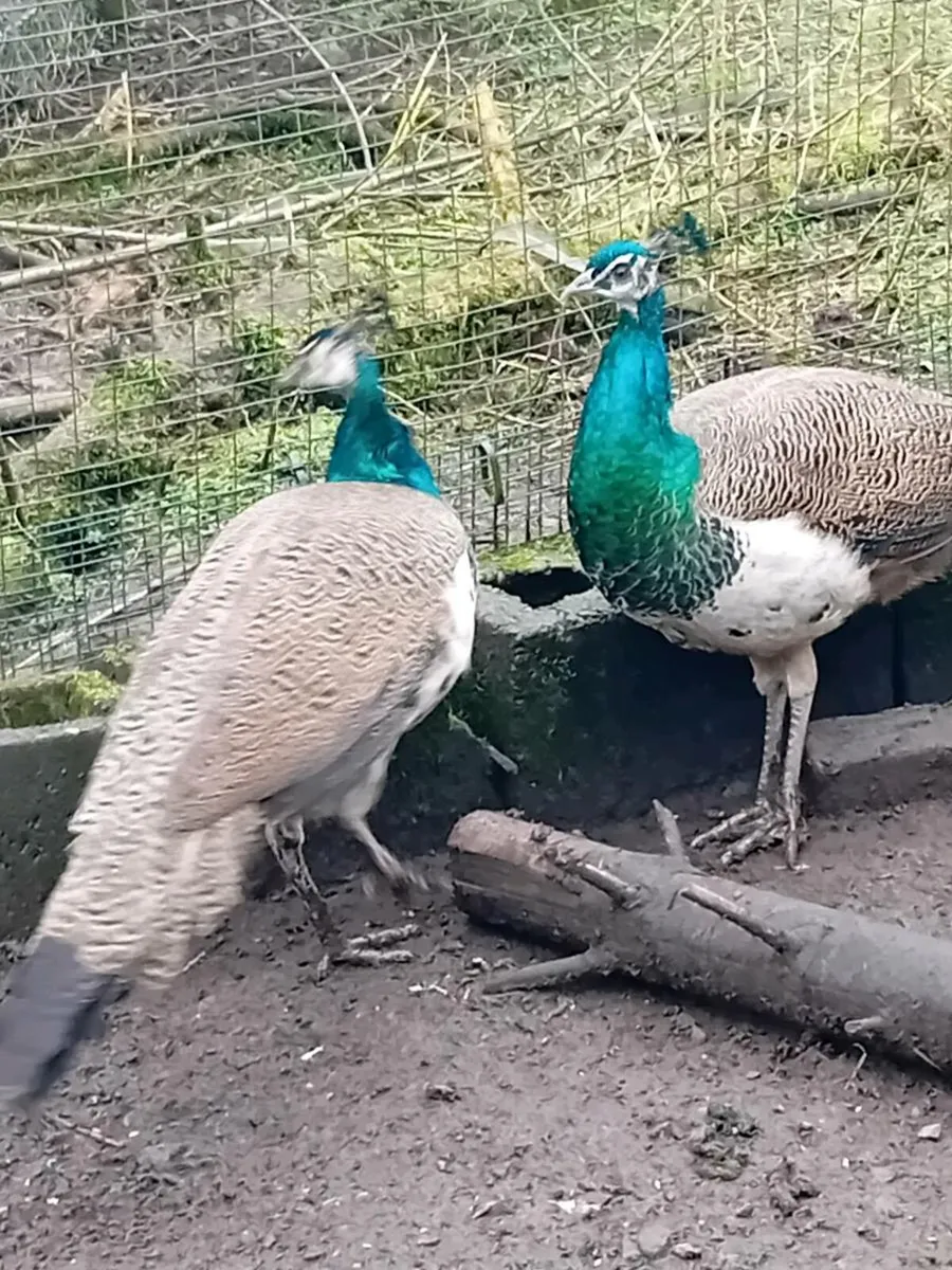 Indian blue peaçocks - Image 1