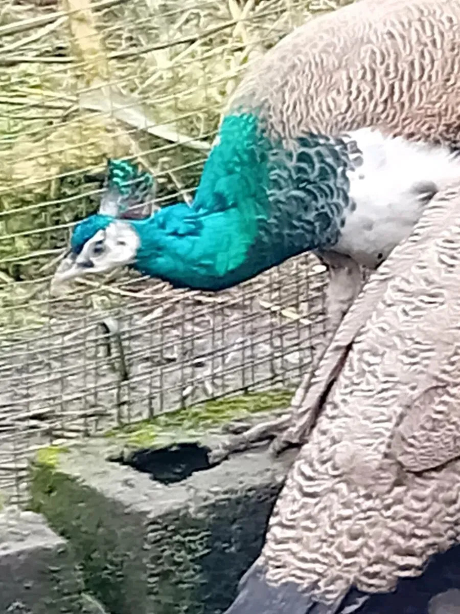 Indian blue peaçocks - Image 2