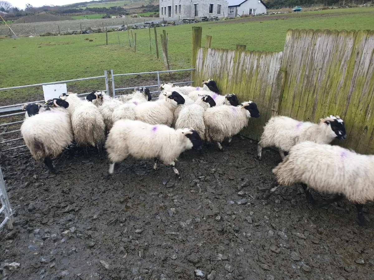 Ewe lambs - Image 1