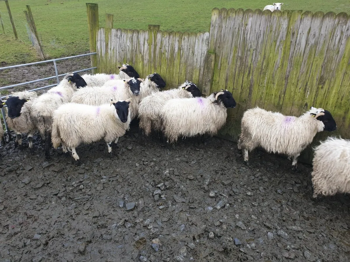 Ewe lambs - Image 4