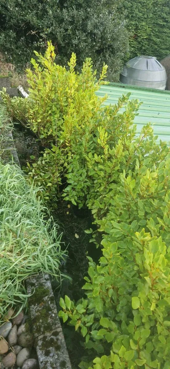 5 TO 6 FT POTTED GRISELINIA MULTI STEM - Image 2