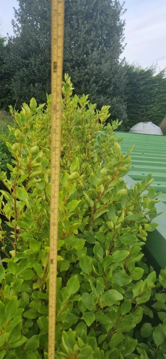5 TO 6 FT POTTED GRISELINIA MULTI STEM - Image 3