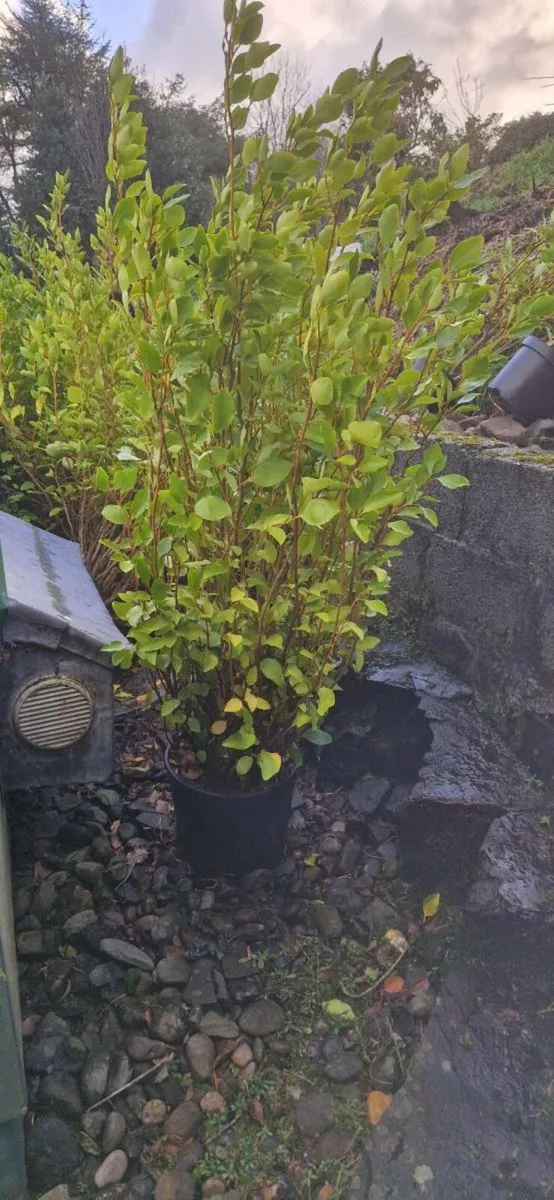 5 TO 6 FT POTTED GRISELINIA MULTI STEM - Image 1