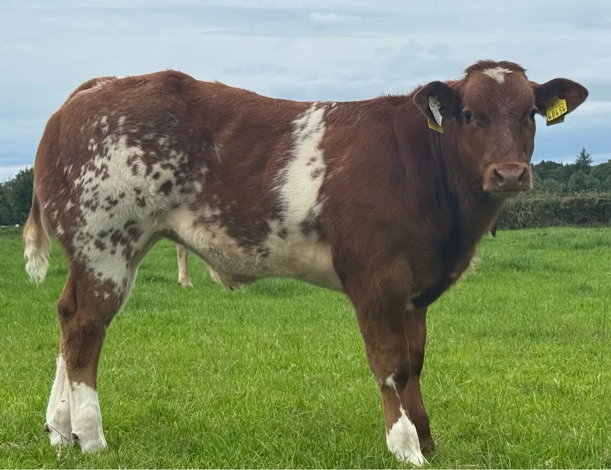 Weanling Bulls - Image 4