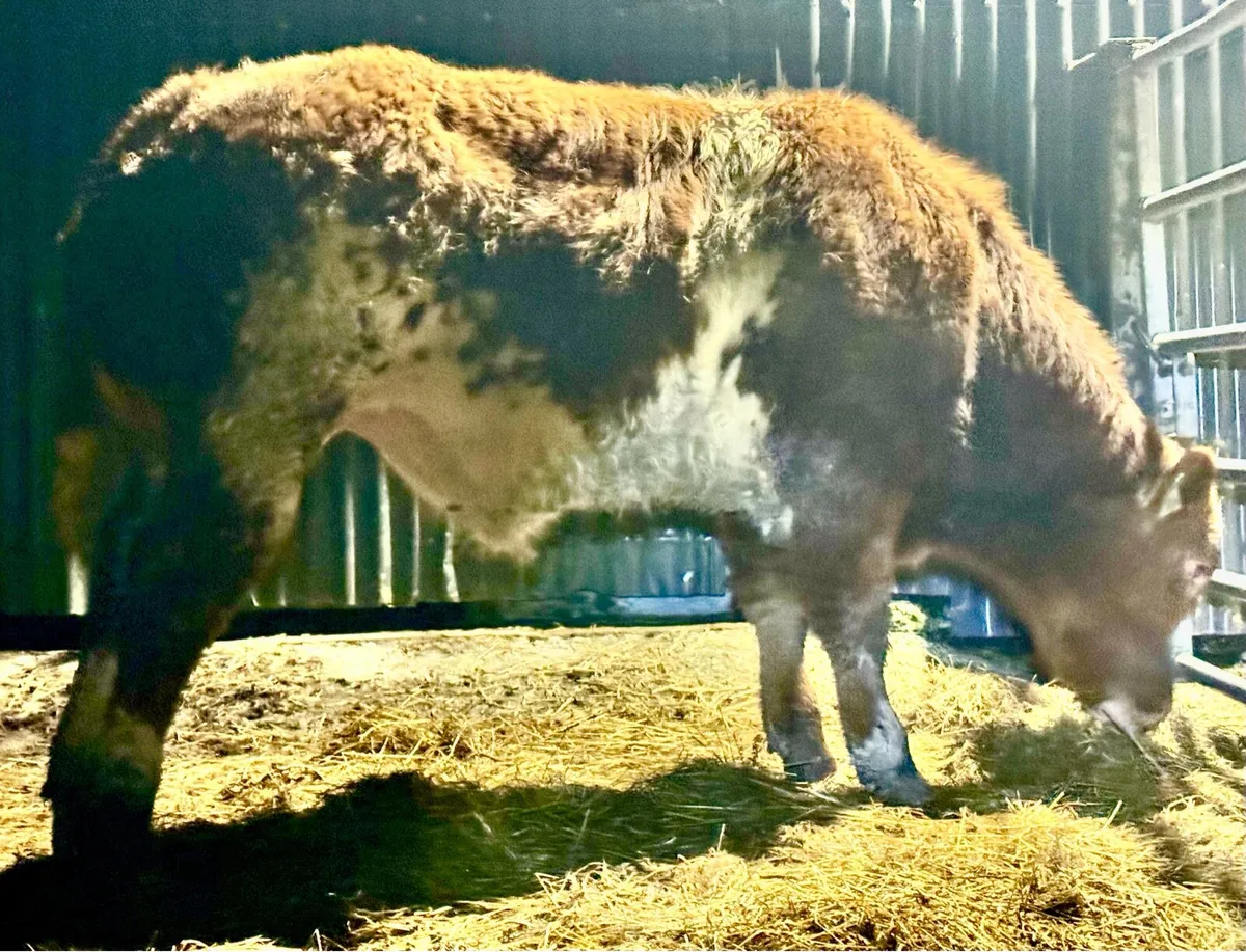 Weanling Bulls - Image 3