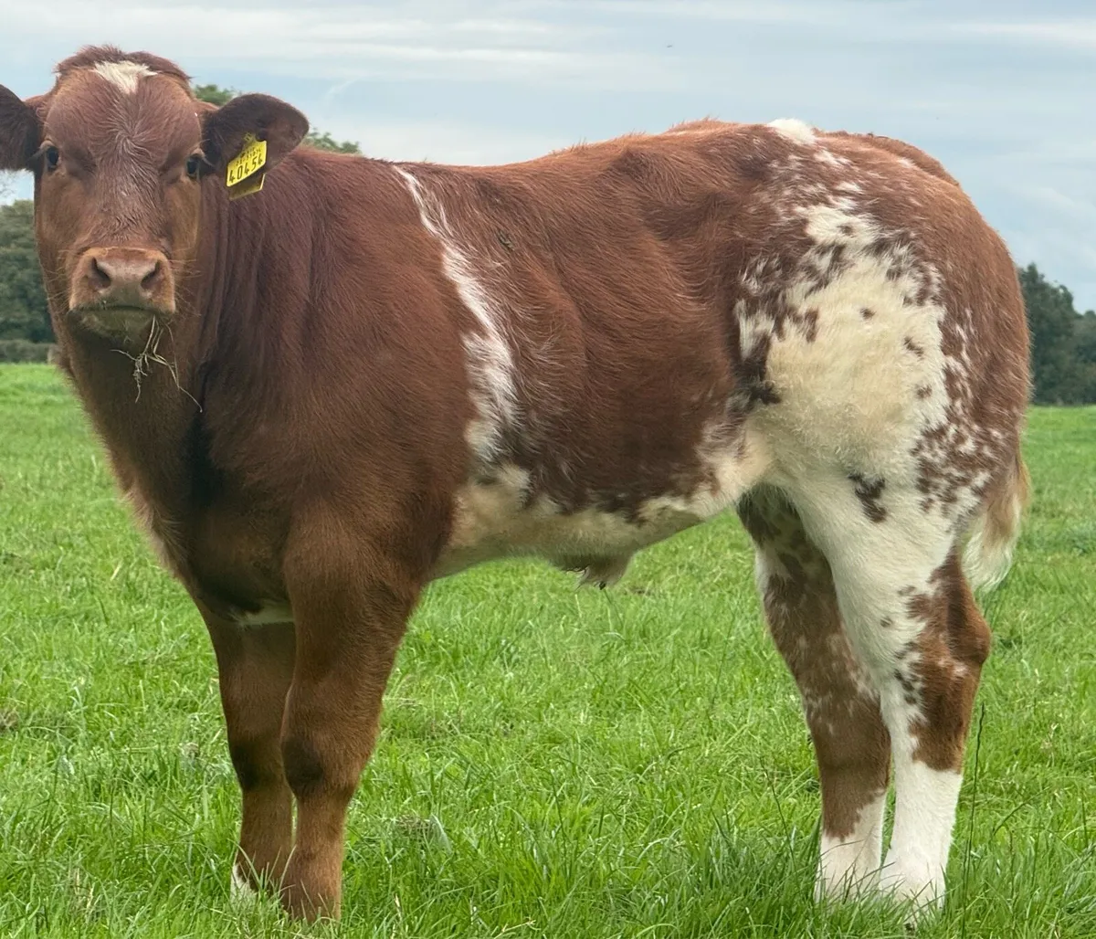 Weanling Bulls - Image 1