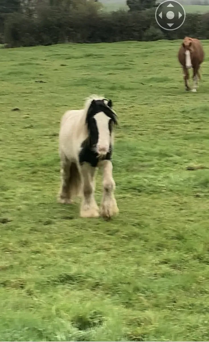 Teaser or Stallion for Small Mares - Image 2