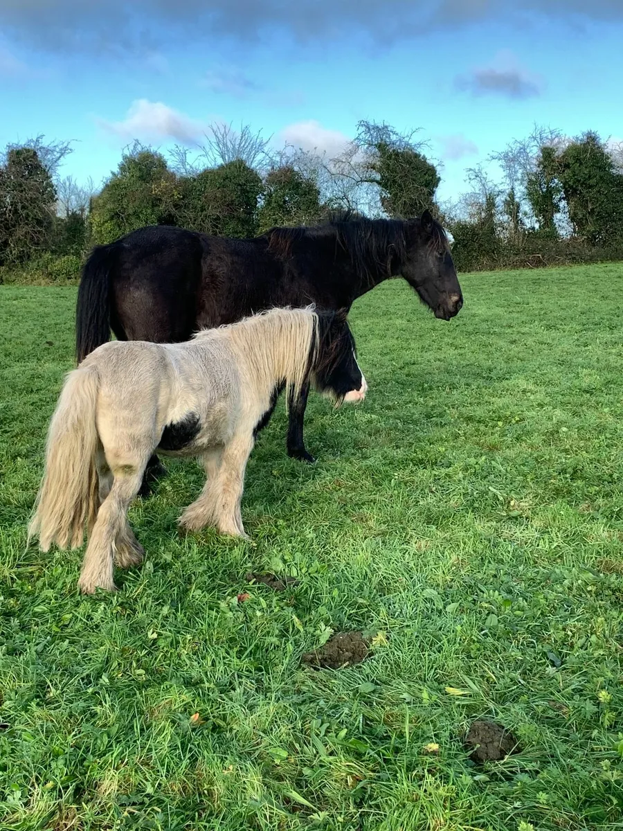 Teaser or Stallion for Small Mares - Image 3