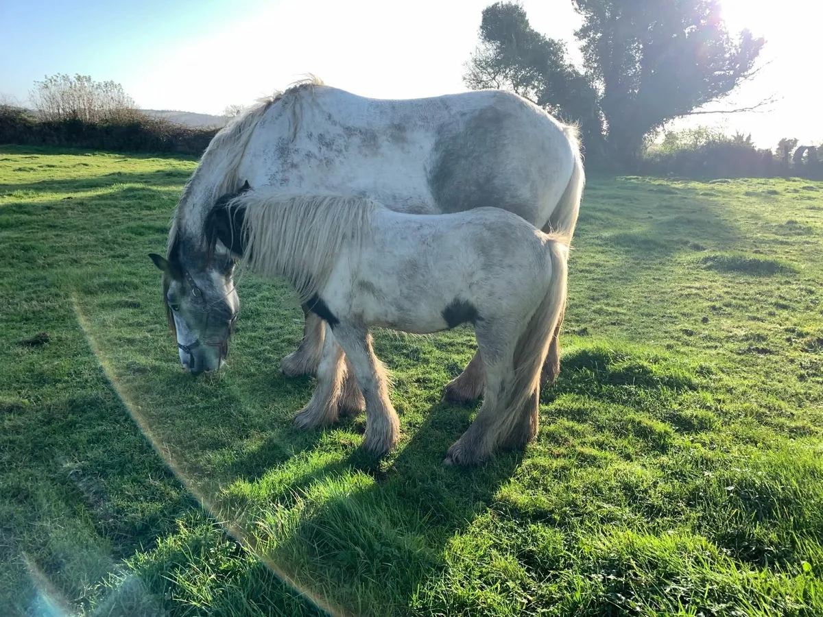 Teaser or Stallion for Small Mares - Image 4