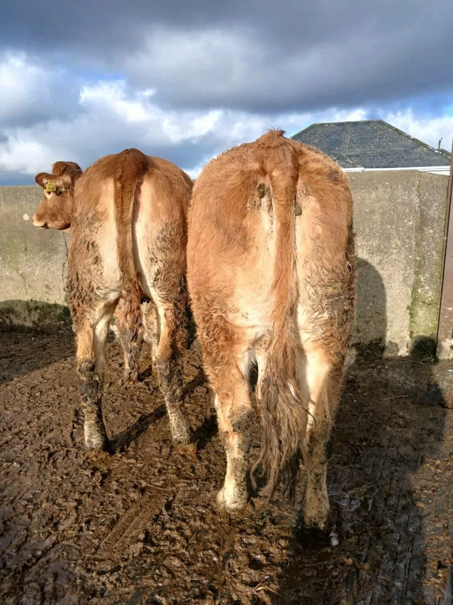 Breeding heifers - Image 2