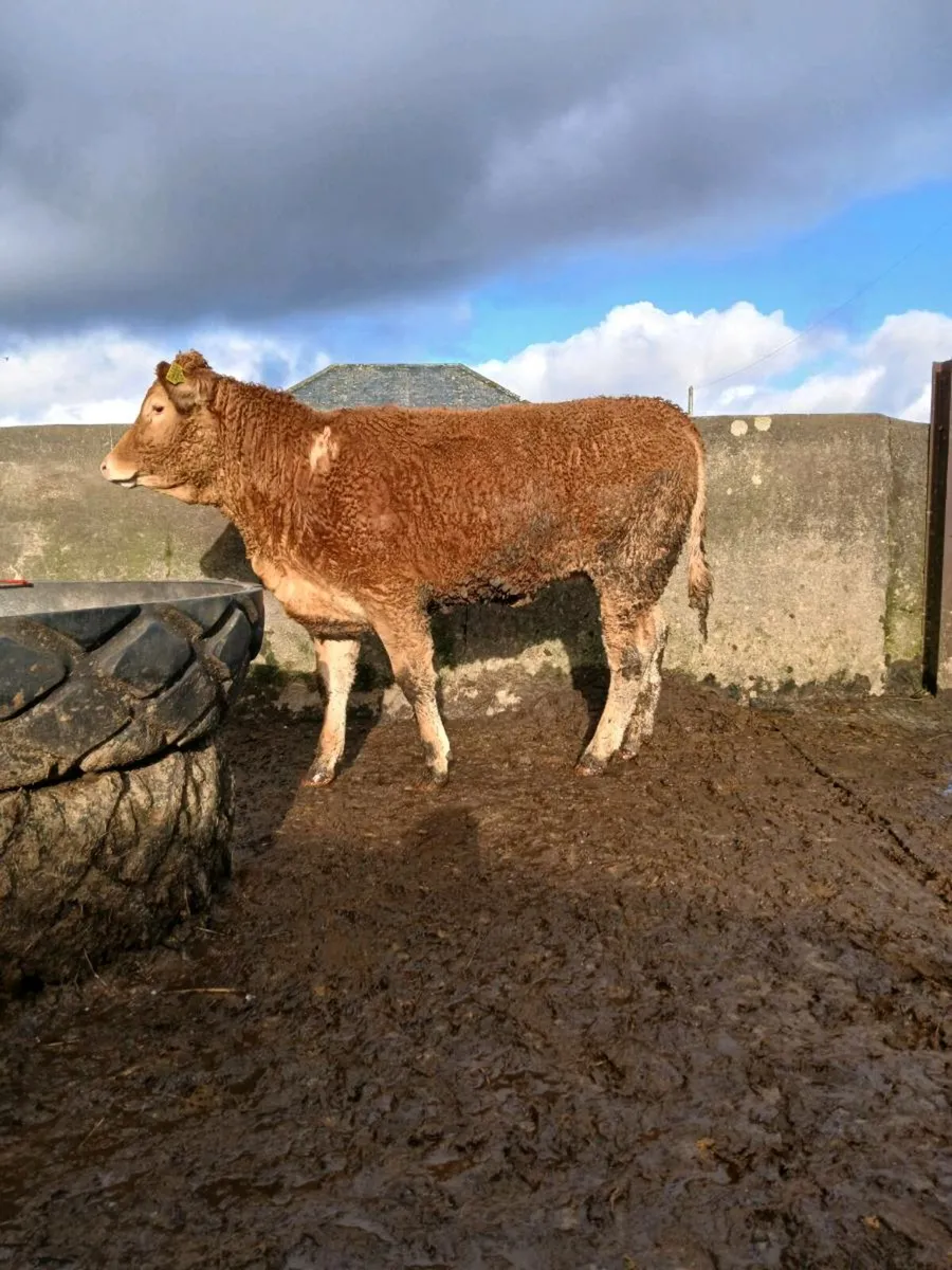 Breeding heifers - Image 3