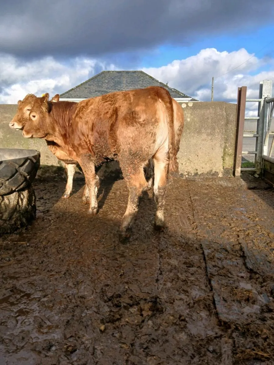 Breeding heifers - Image 4