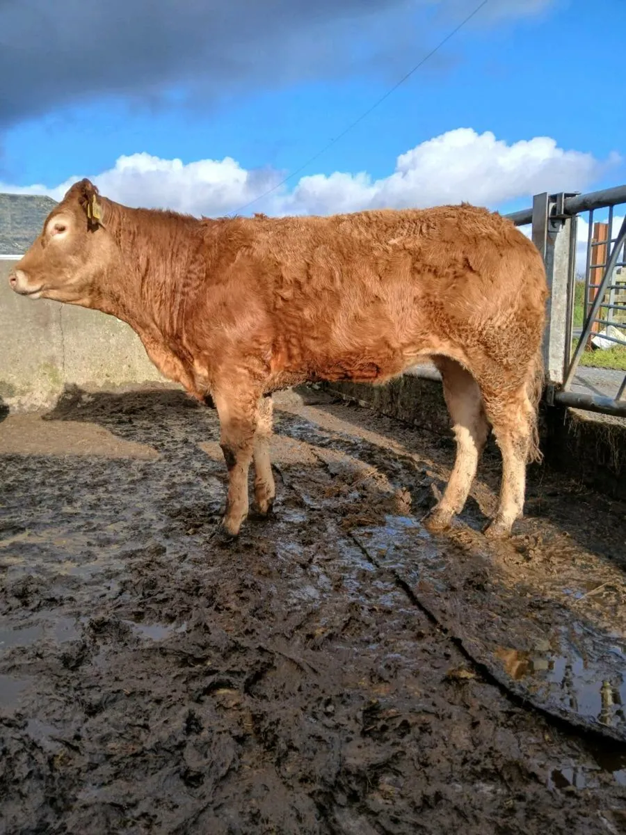 Breeding heifers - Image 1