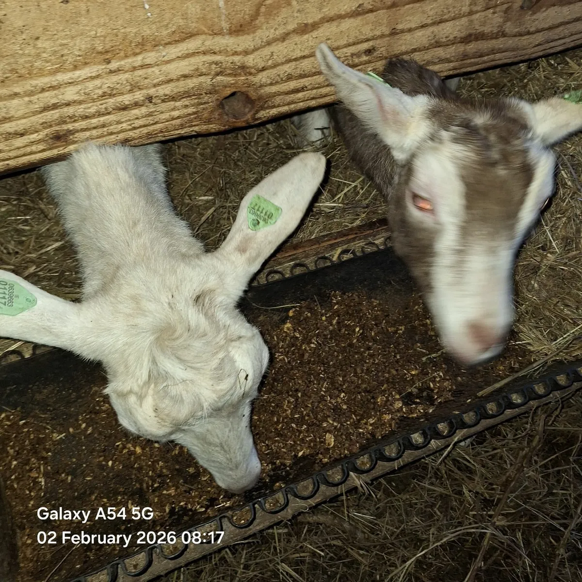 Goats - Image 3