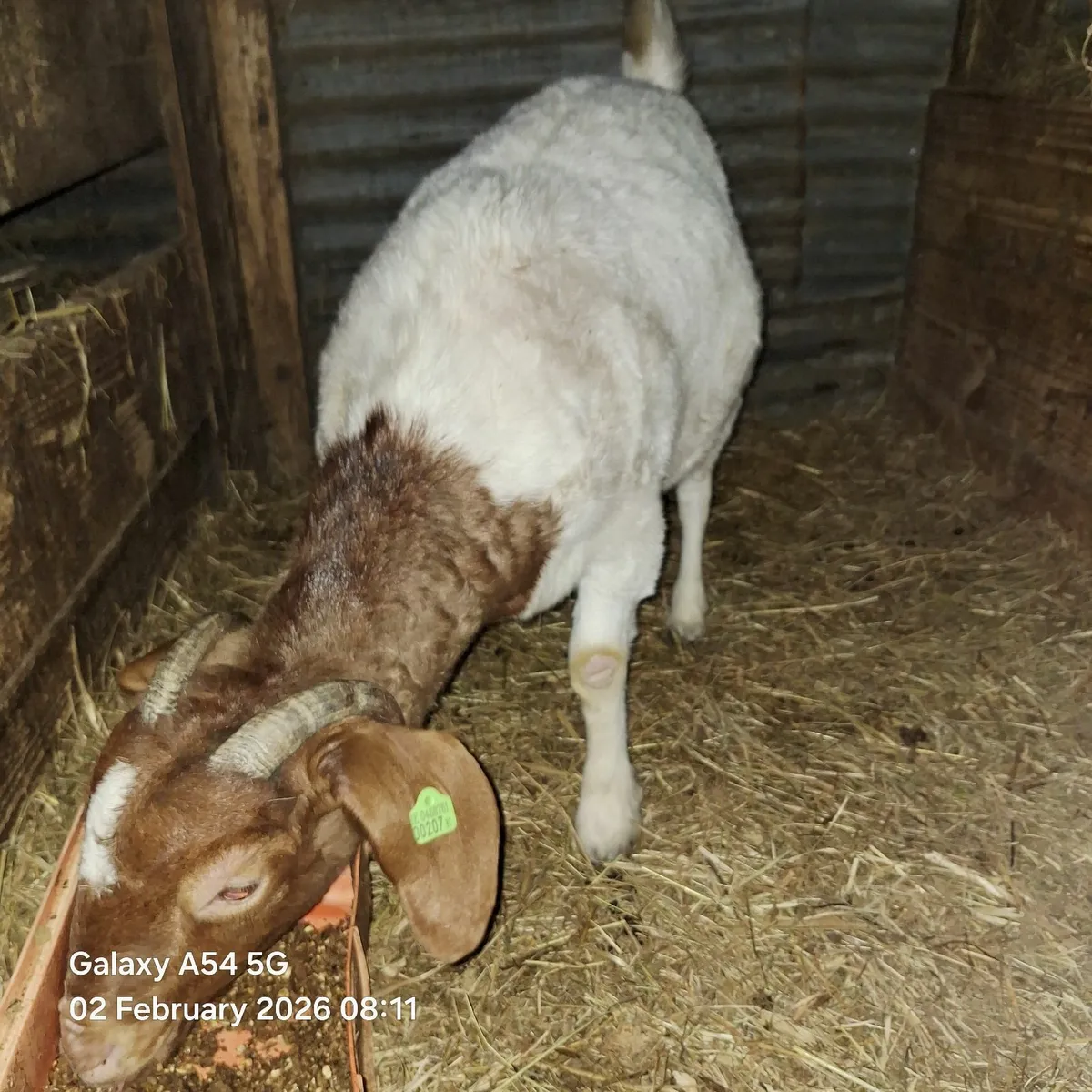 Goats - Image 4