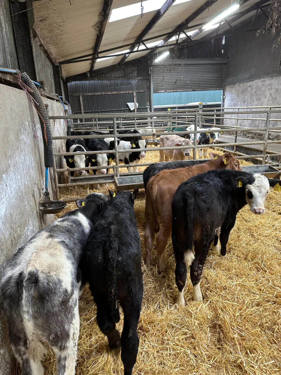 Blue and lim bulls - Image 2