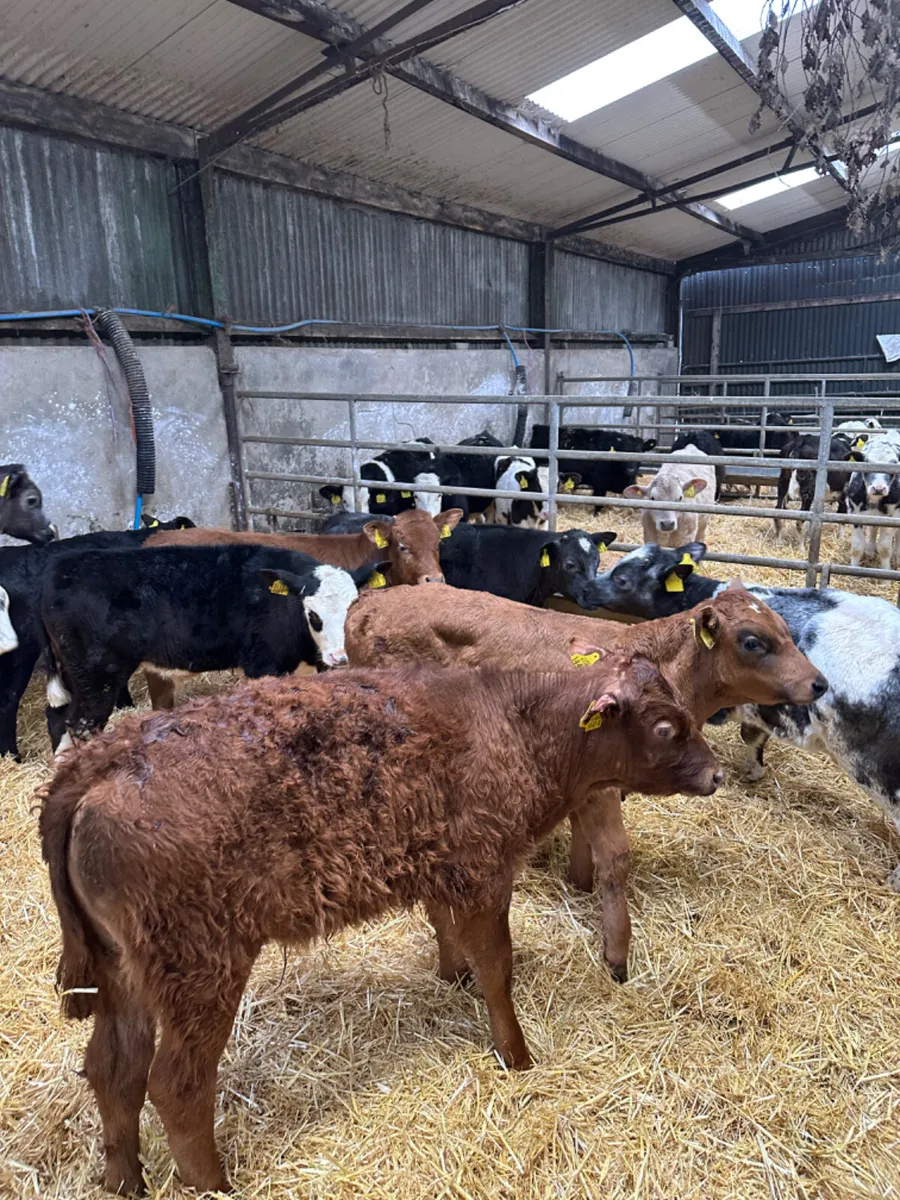 Blue and lim bulls - Image 4