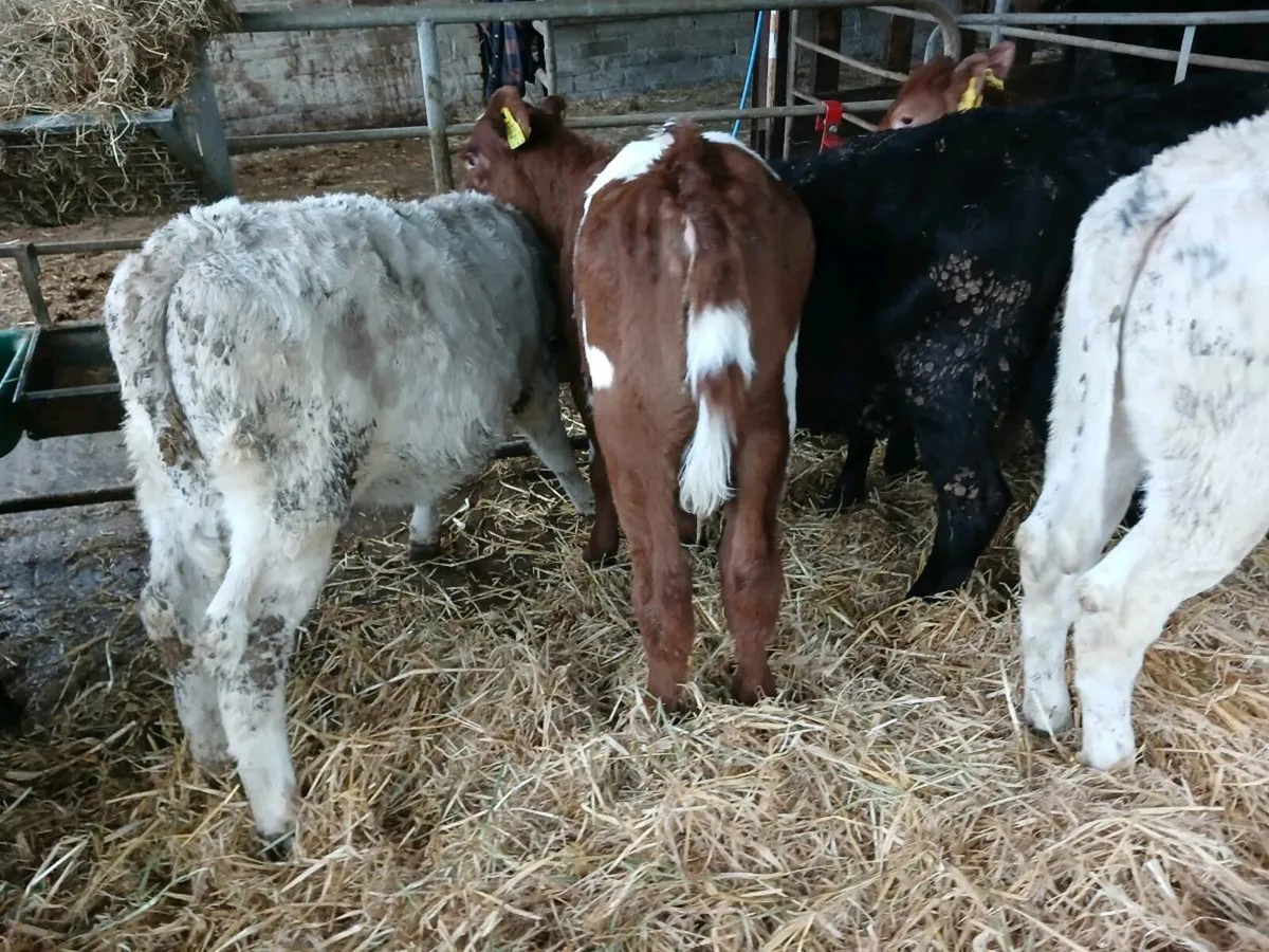 8 smashing weaned heifers - Image 3