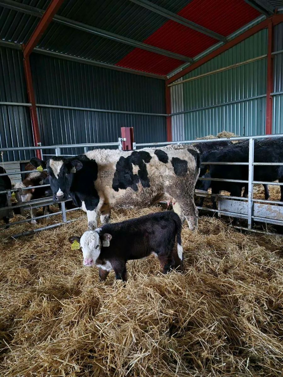 2 Br freisan heifers with calves - Image 1