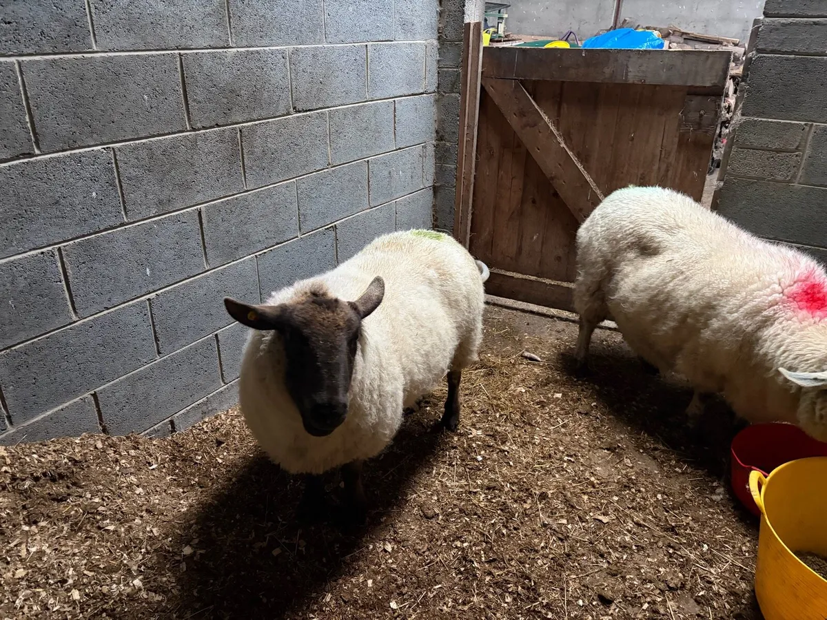 3 ewes - presumed pregnant - Image 2