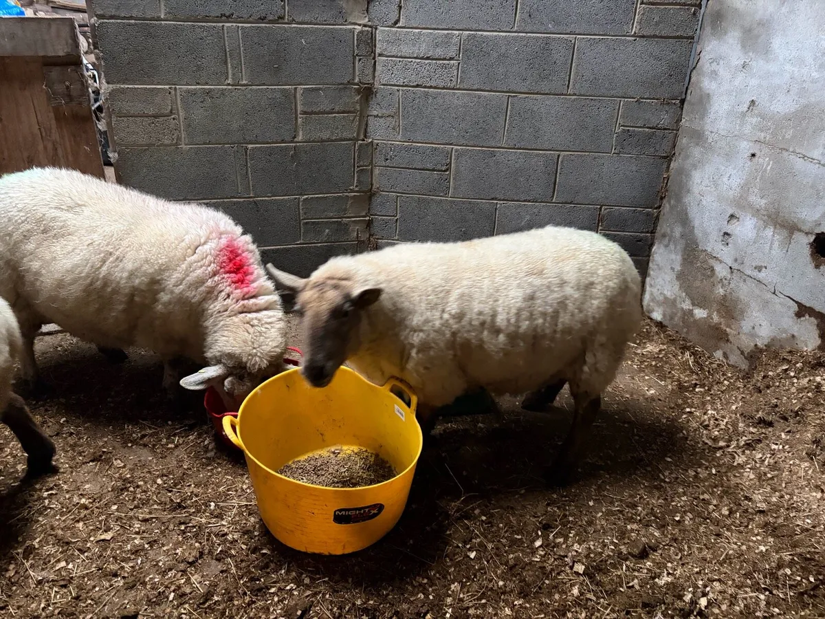 3 ewes - presumed pregnant - Image 3