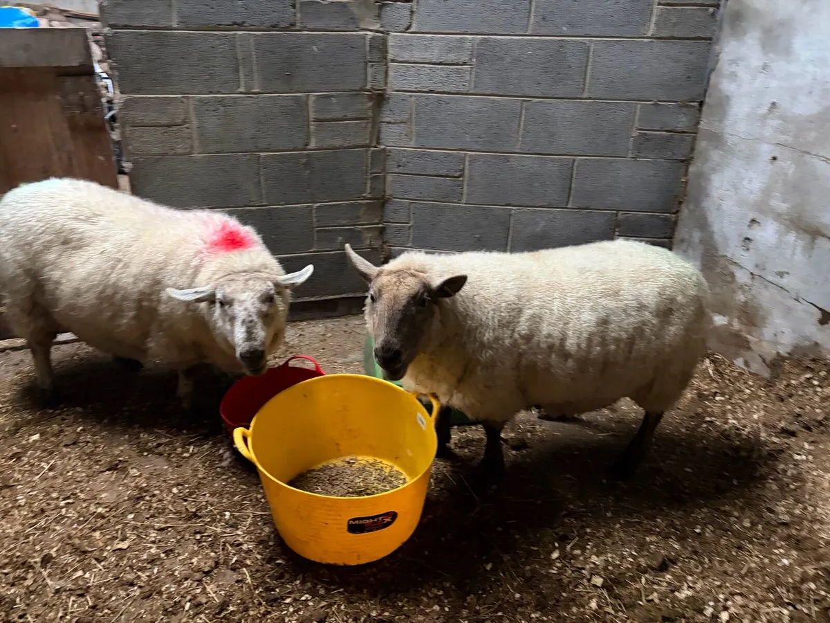 3 ewes - presumed pregnant - Image 1