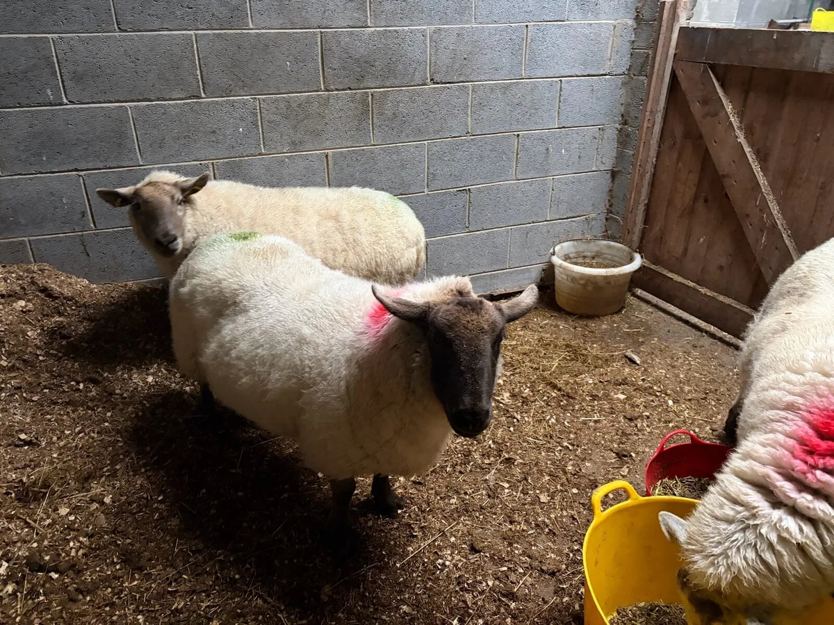 3 ewes - presumed pregnant - Image 4